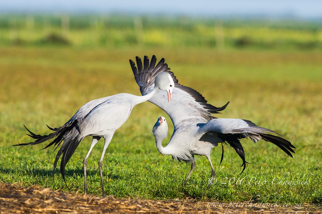 Dancing Blue Cranes