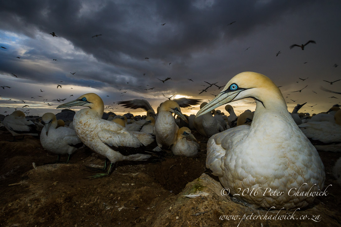Cape Gannets under Stormy Skies on Malgas Island