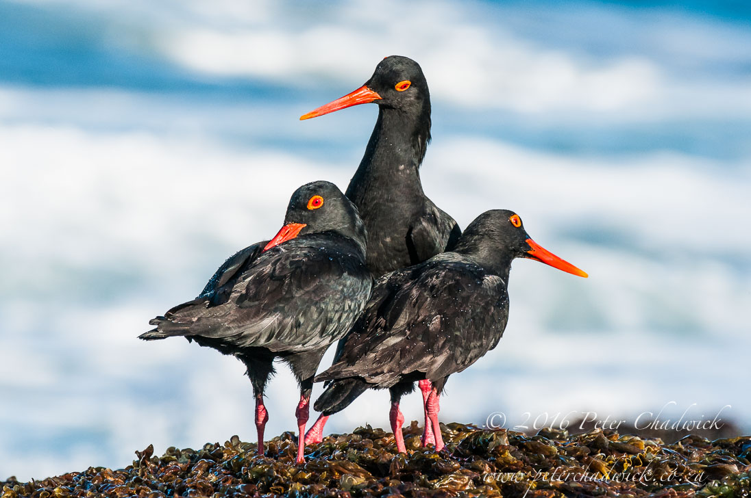 African Black Oystercatcher Dominance 