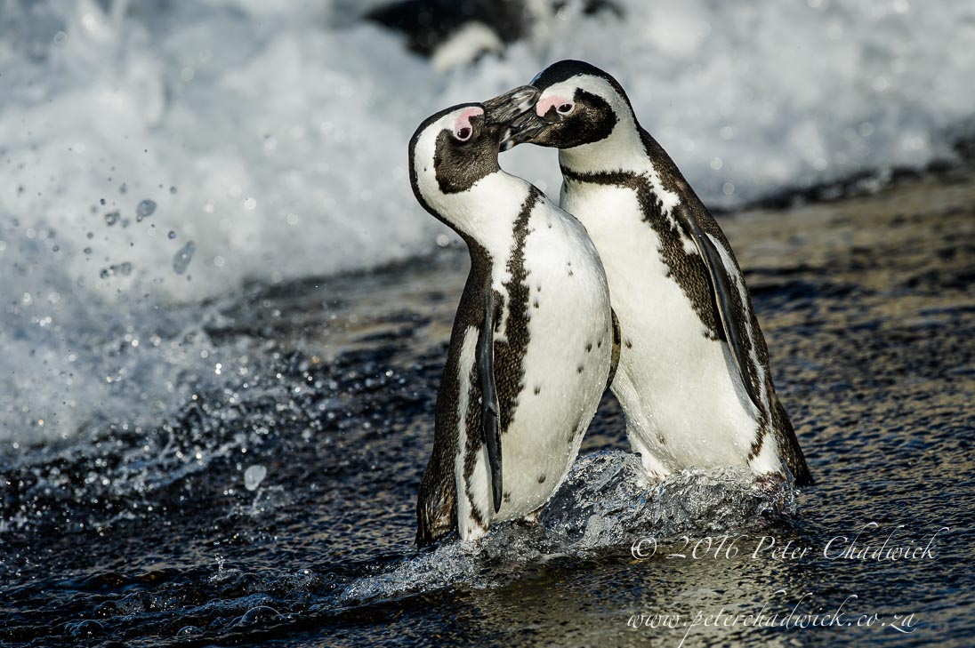 African Penguin Fight 