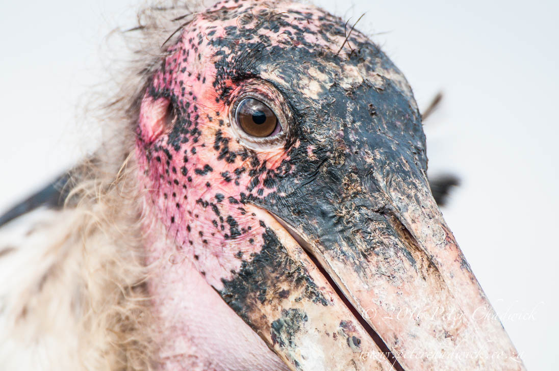 Marabou Stork