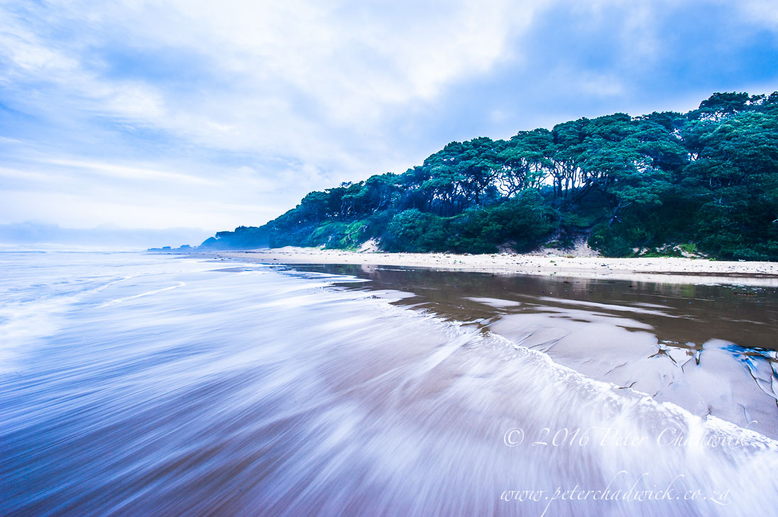 Wild Coast Sea and Forest
