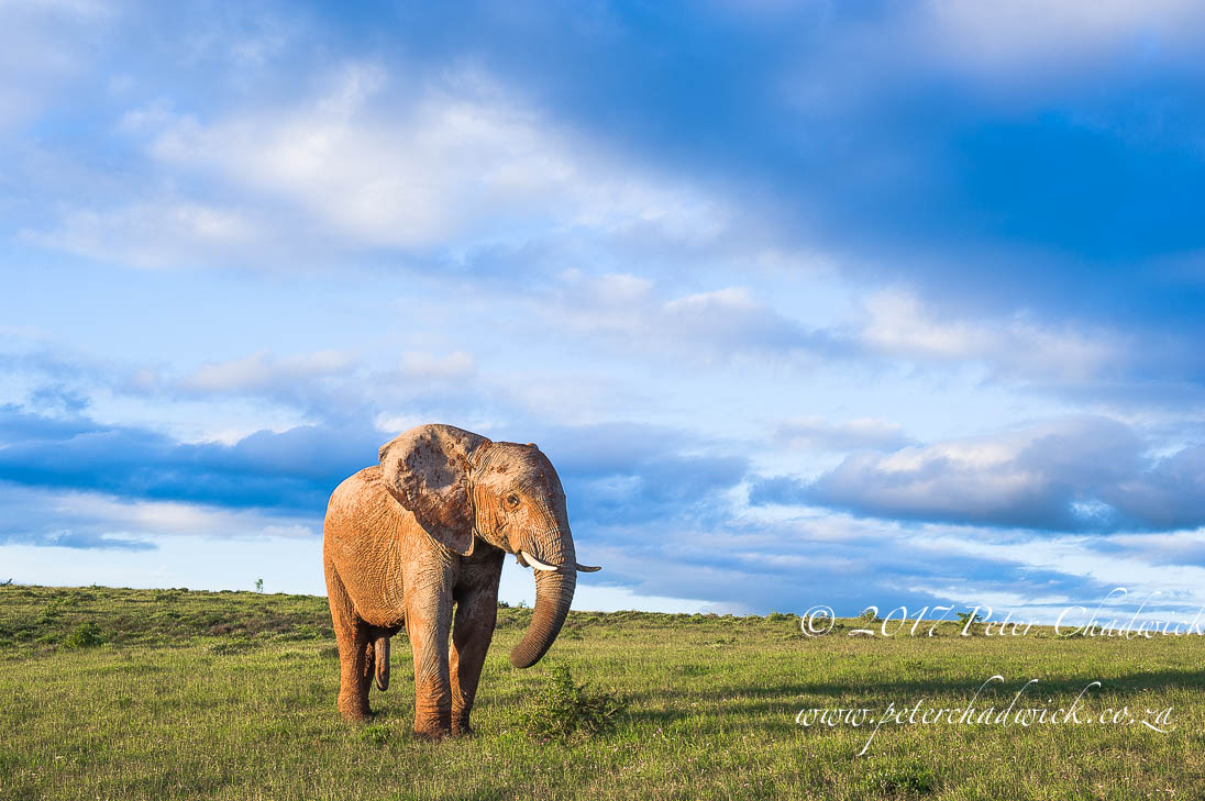 Addo Elephant National Park in Photographs by Conservation Photographer Peter Chadwick