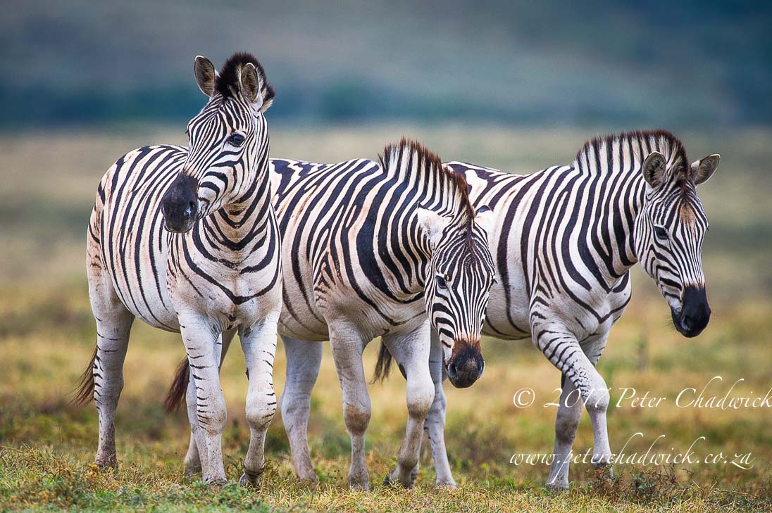 Addo Elephant National Park in Photographs by Conservation Photographer Peter Chadwick