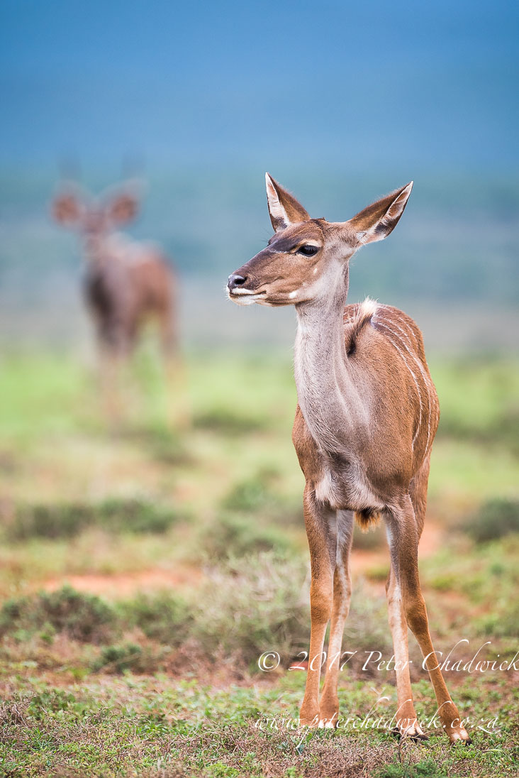 Addo Elephant National Park in Photographs by Conservation Photographer Peter Chadwick