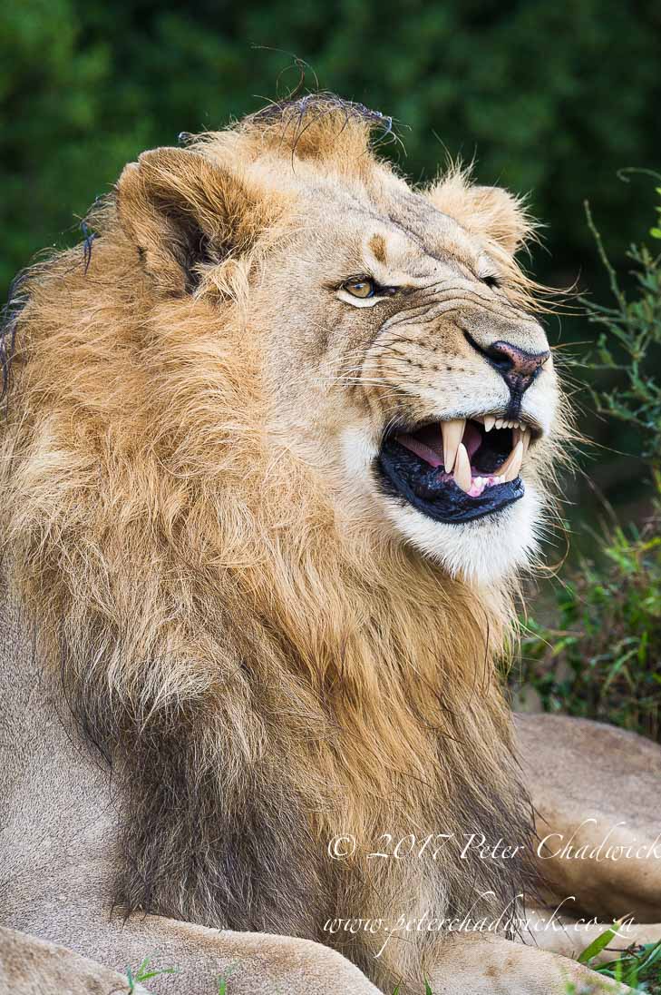 Addo Elephant National Park in Photographs by Conservation Photographer Peter Chadwick