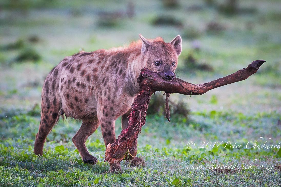 Addo Elephant National Park in Photographs by Conservation Photographer Peter Chadwick