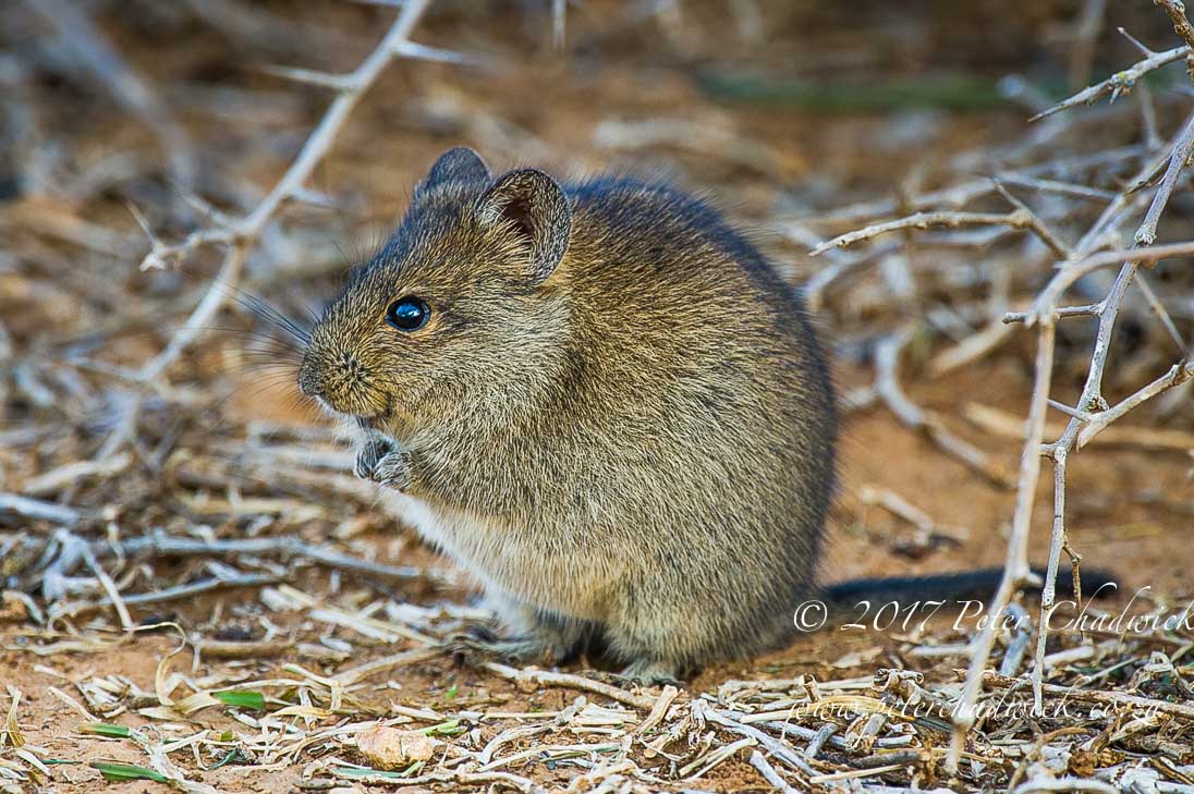 Addo Elephant National Park in Photographs by Conservation Photographer Peter Chadwick