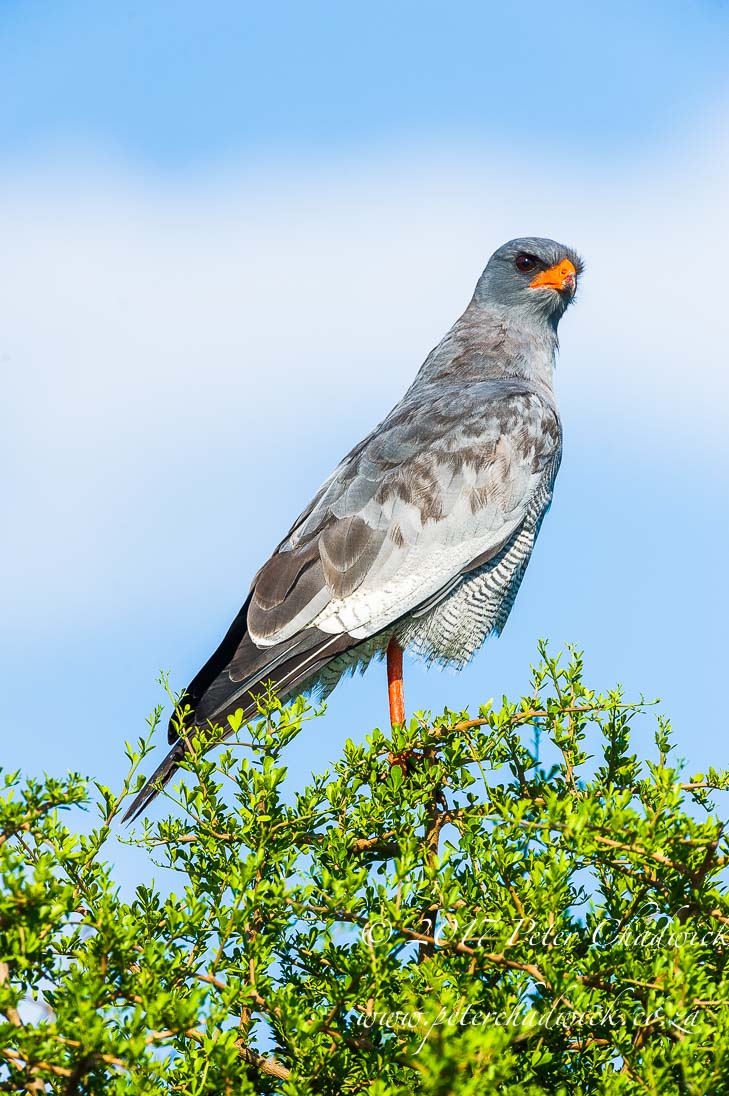 Addo Elephant National Park in Photographs by Conservation Photographer Peter Chadwick