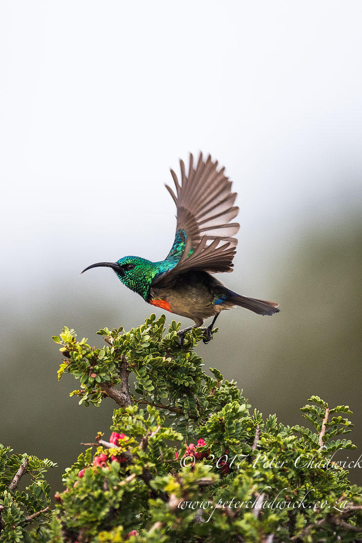 Addo Elephant National Park in Photographs by Conservation Photographer Peter Chadwick
