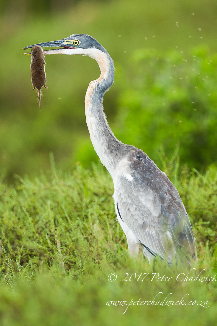 Addo Elephant National Park in Photographs by Conservation Photographer Peter Chadwick