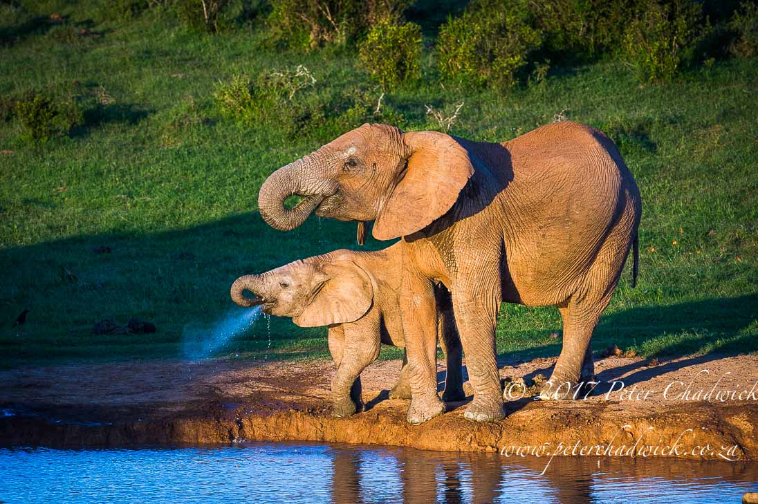 Addo Elephant National Park in Photographs