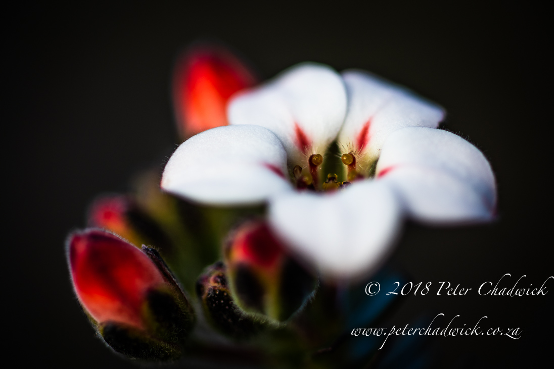 The smallest delicate flower has such intricate detail that we cannot but be amazed.