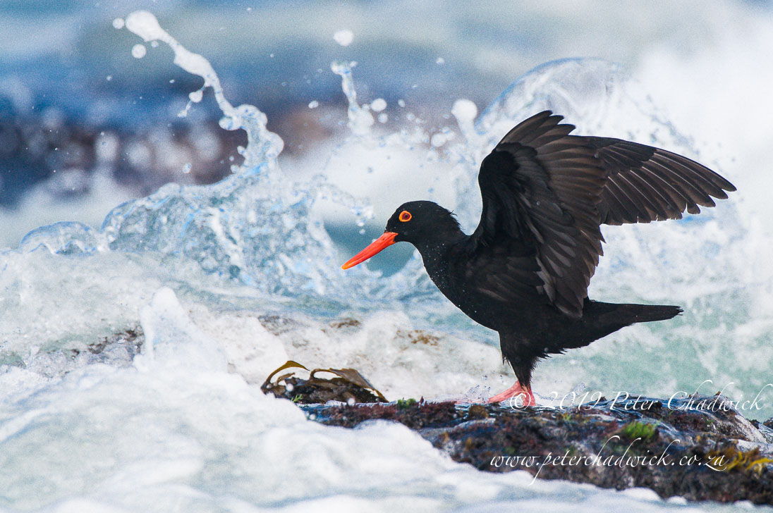 The Charismatic African Black Oystercatcher A Conservation Success Story