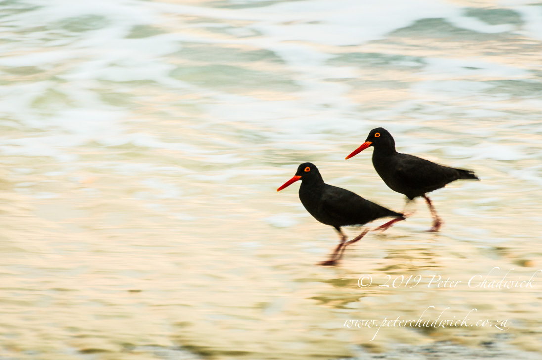 African Black Oystercatcher by Conservation Photographer Peter Chadwick African Black Oystercatcher_©PeterChadwick_AfricanConservationPhotographer
