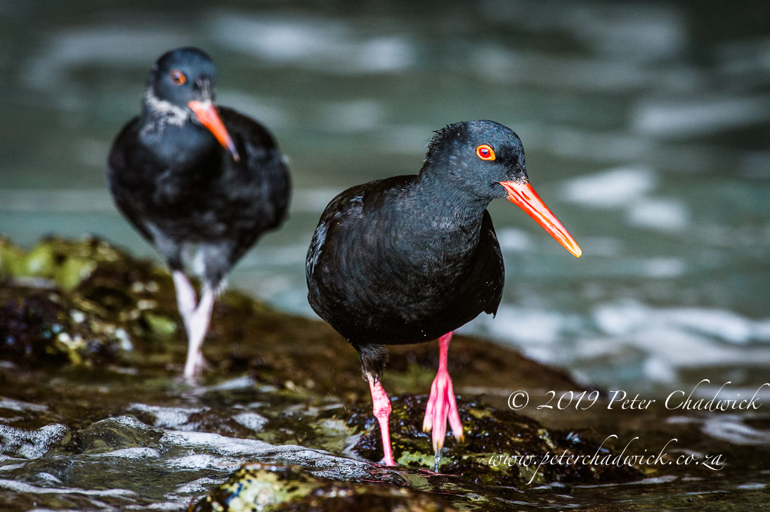 African Black Oystercatcher by Conservation Photographer Peter Chadwick African Black Oystercatcher_©PeterChadwick_AfricanConservationPhotographer