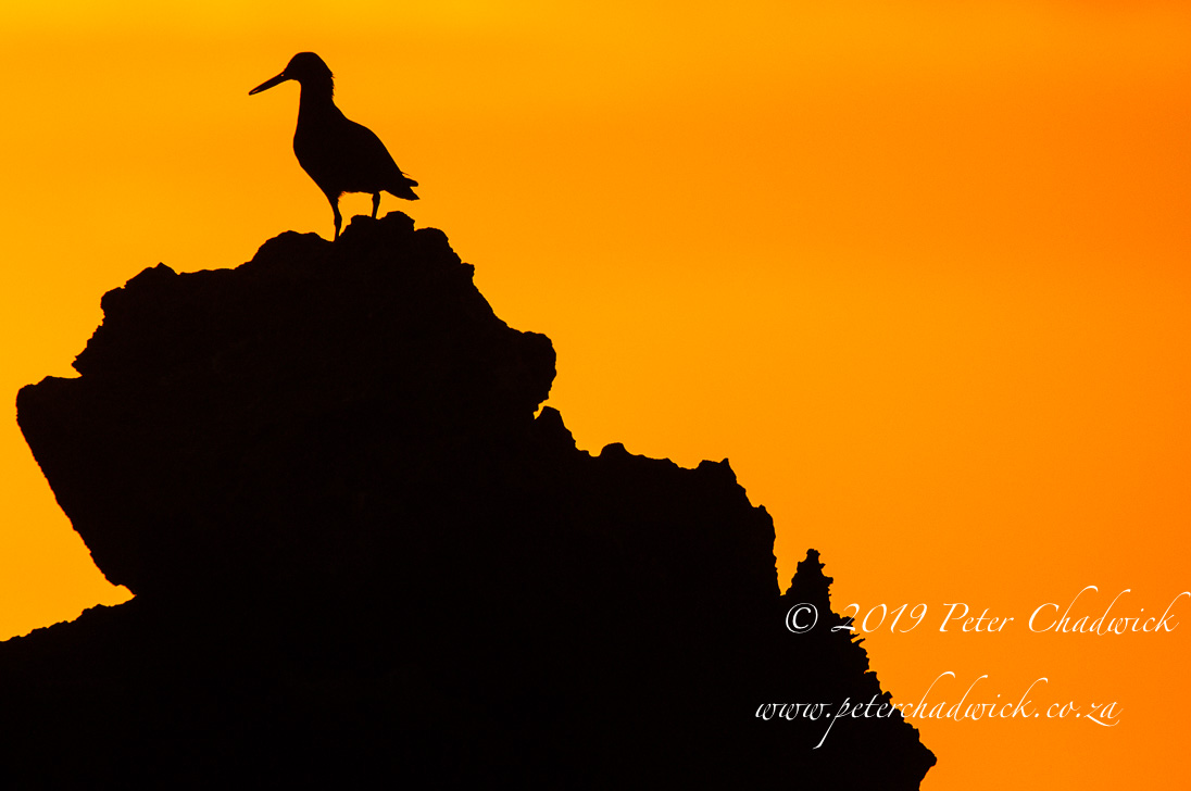 African Black Oystercatcher by Conservation Photographer Peter Chadwick African Black Oystercatcher_©PeterChadwick_AfricanConservationPhotographer