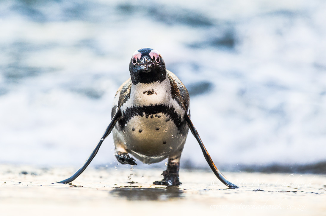 African Penguin Emerging from water_&copy;PeterChadwick_AfricanConservationPhotographer