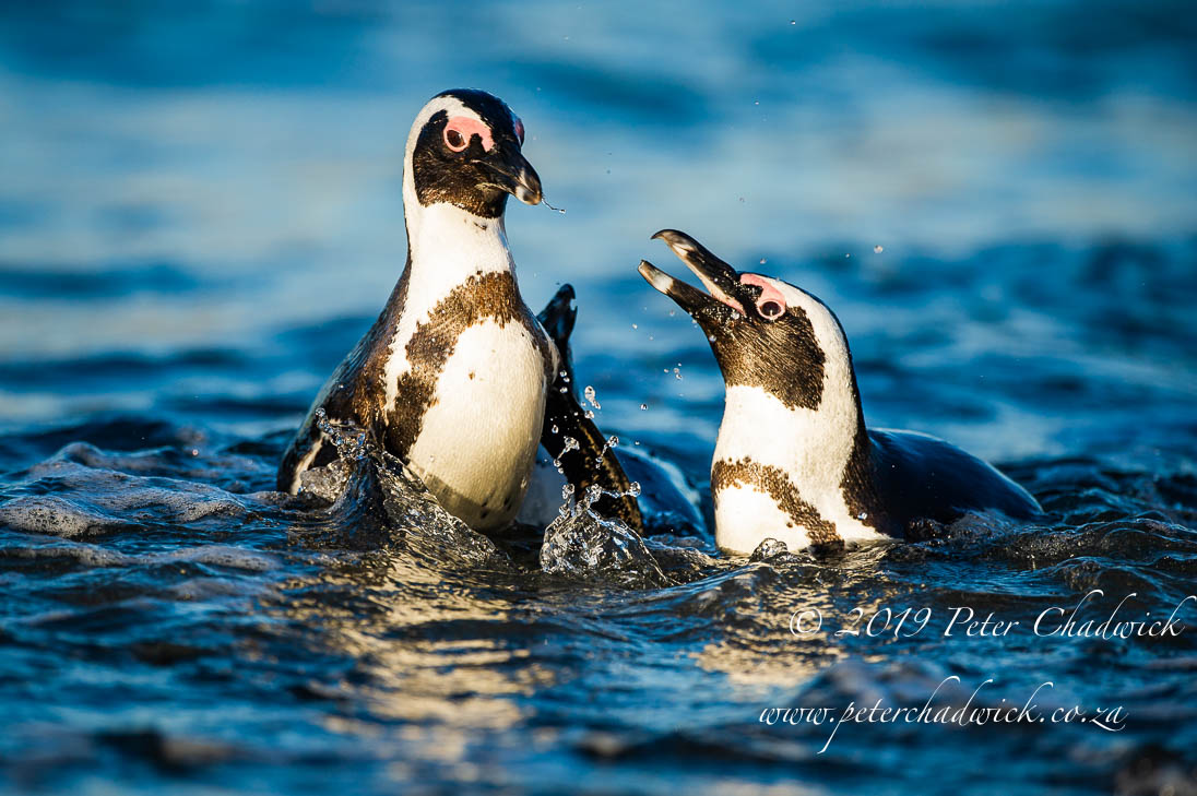 African Penguin_©PeterChadwick_AfricanConservationPhotographer 