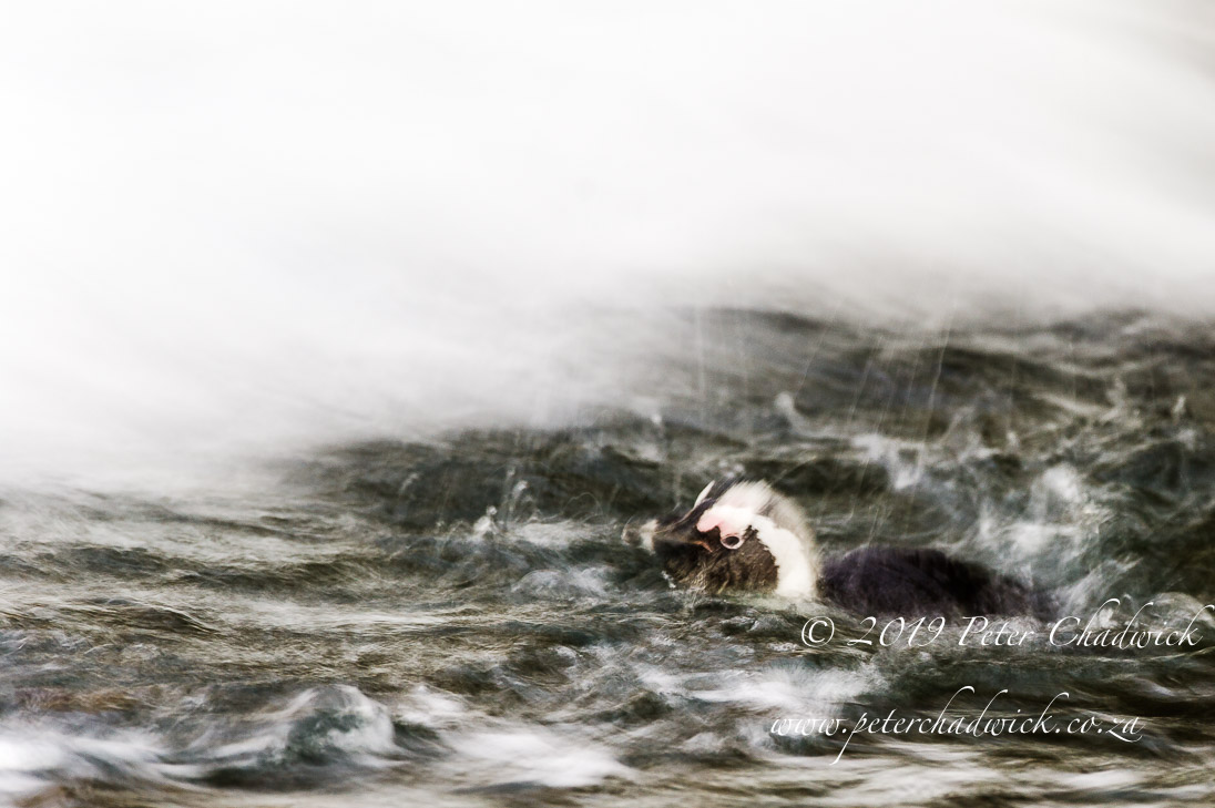 African Penguin_©PeterChadwick_AfricanConservationPhotographer 