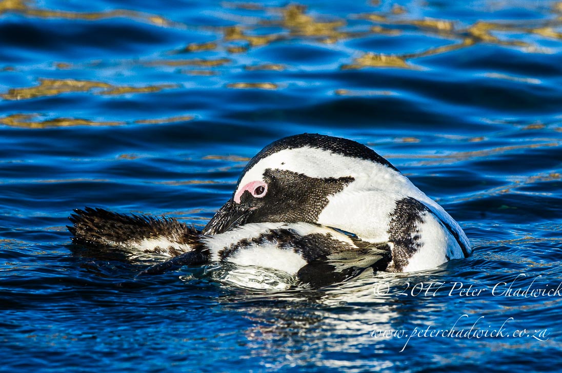 African Penguin_©PeterChadwick_AfricanConservationPhotographer
