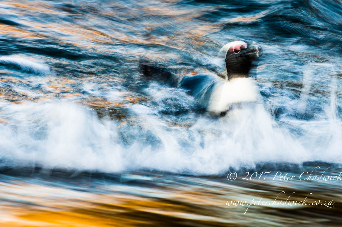 African Penguin by conservation photographer Peter Chadwick 