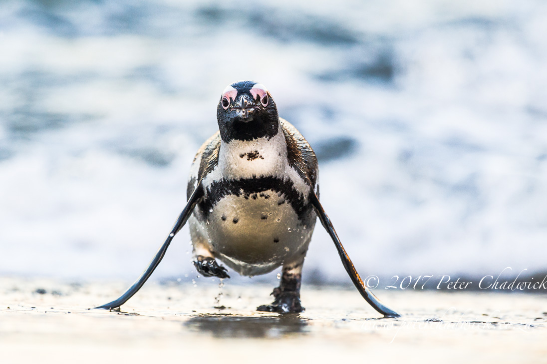 African Penguin_©PeterChadwick_AfricanConservationPhotographer