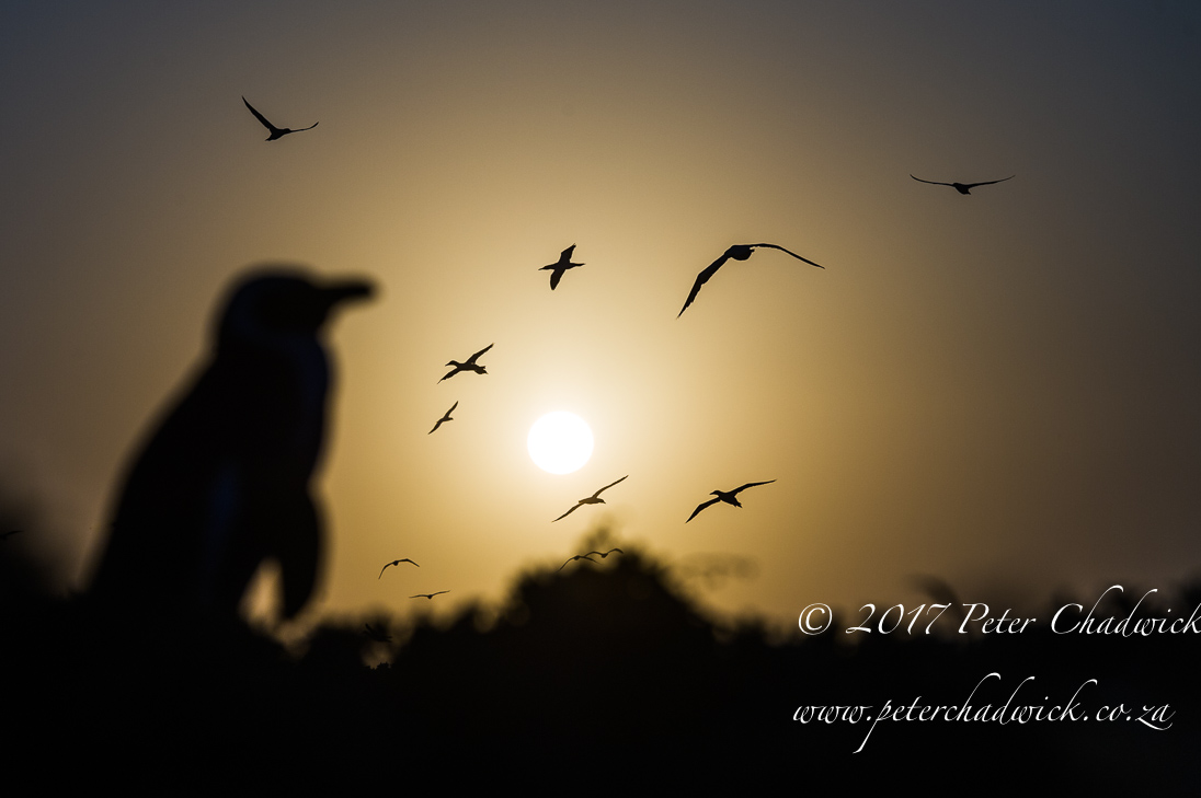 African Penguin_©PeterChadwick_AfricanConservationPhotographer