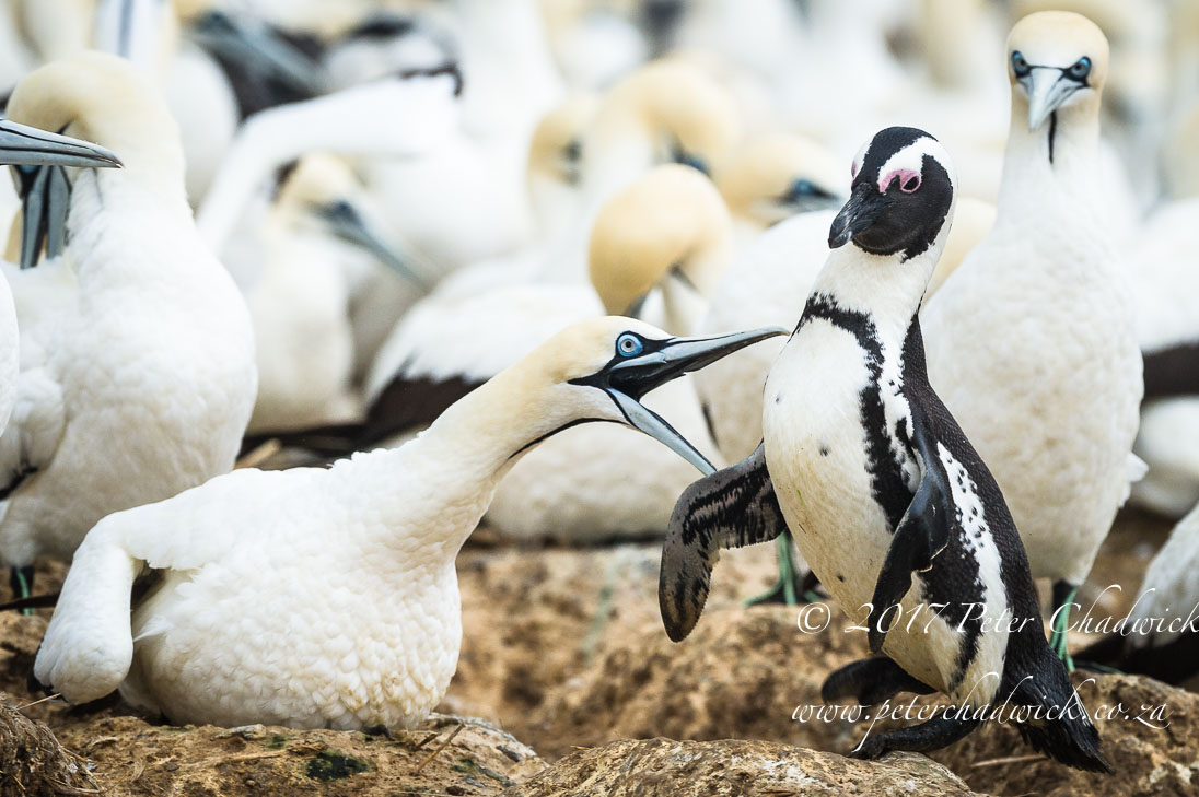 African Penguin_©PeterChadwick_AfricanConservationPhotographer