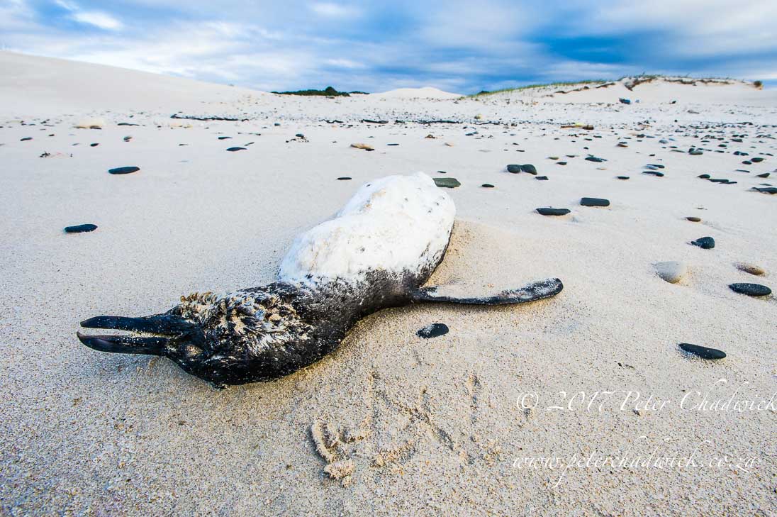 African Penguin_©PeterChadwick_AfricanConservationPhotographer