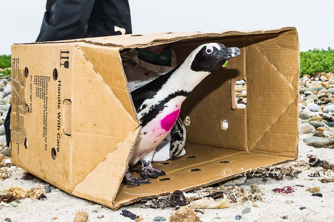 African Penguin_©PeterChadwick_AfricanConservationPhotographer