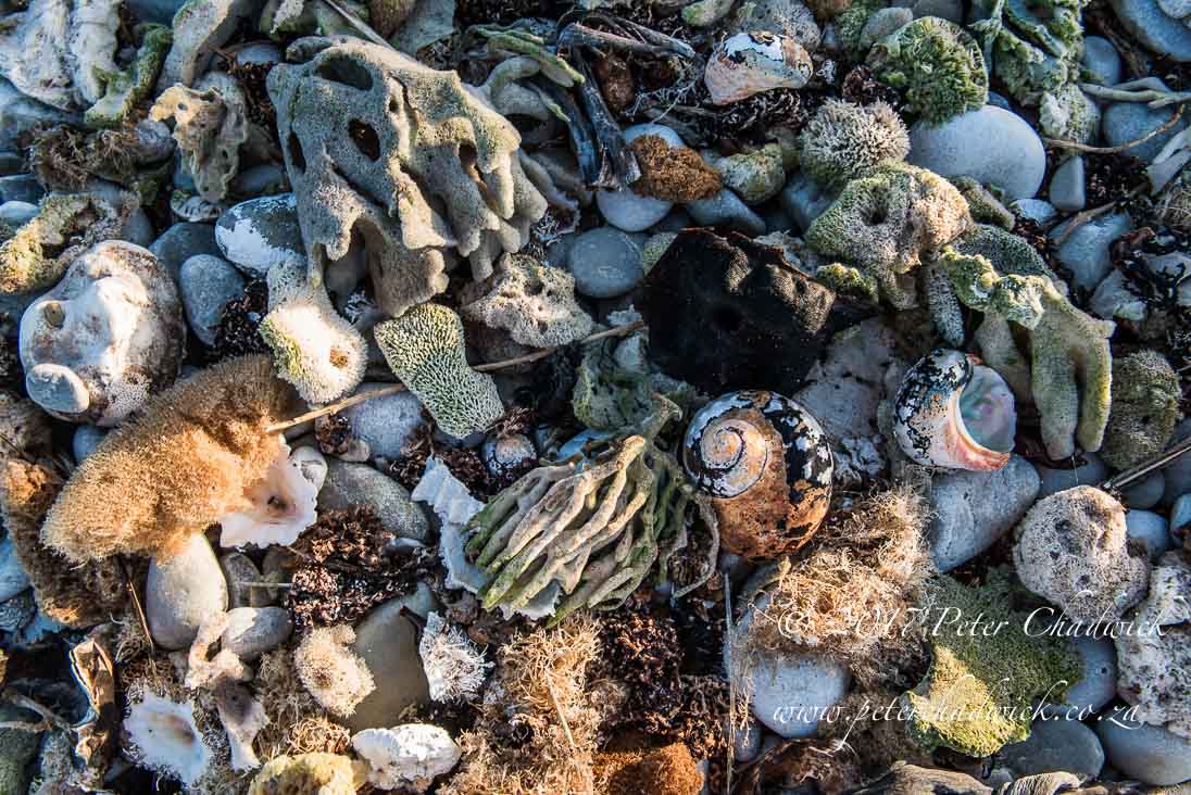 Beach Detritus