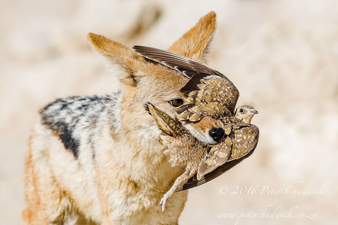 Black-Backed Jackal and Sandgrouse