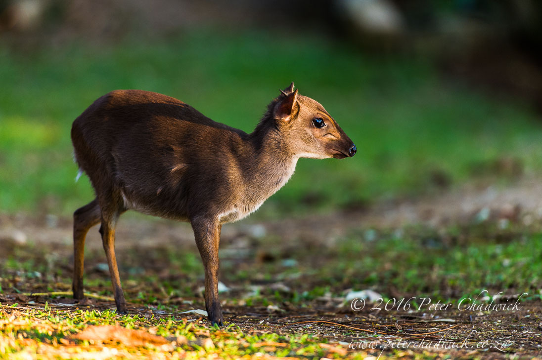Blue Duiker