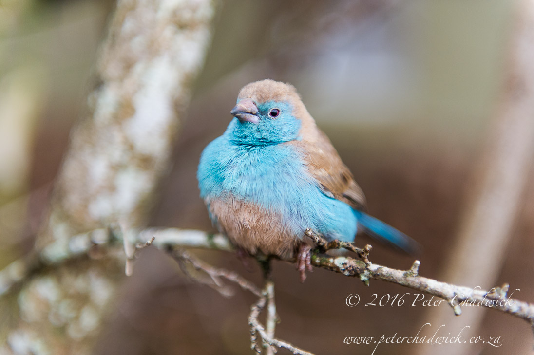 Blue Waxbill