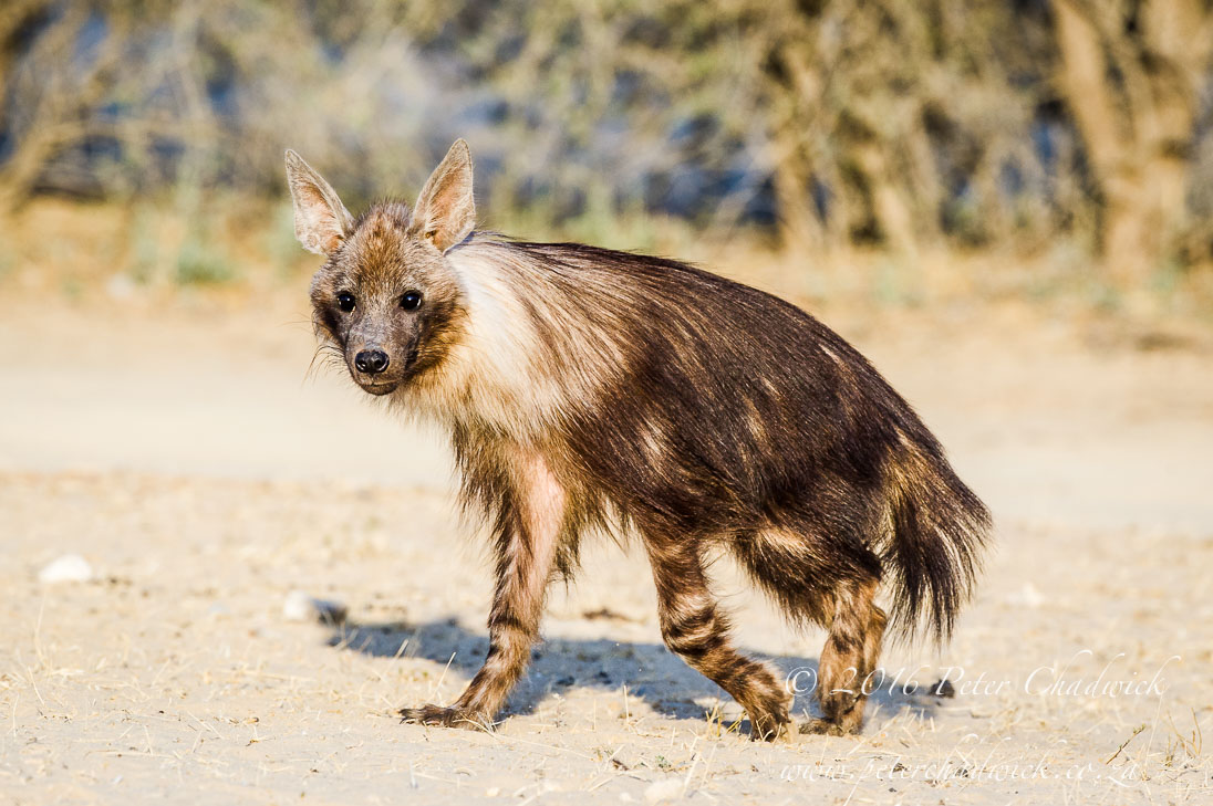Brown Hyena