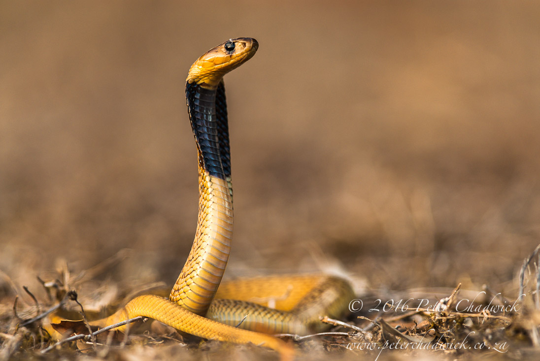 Juvenile Cape Cobra
