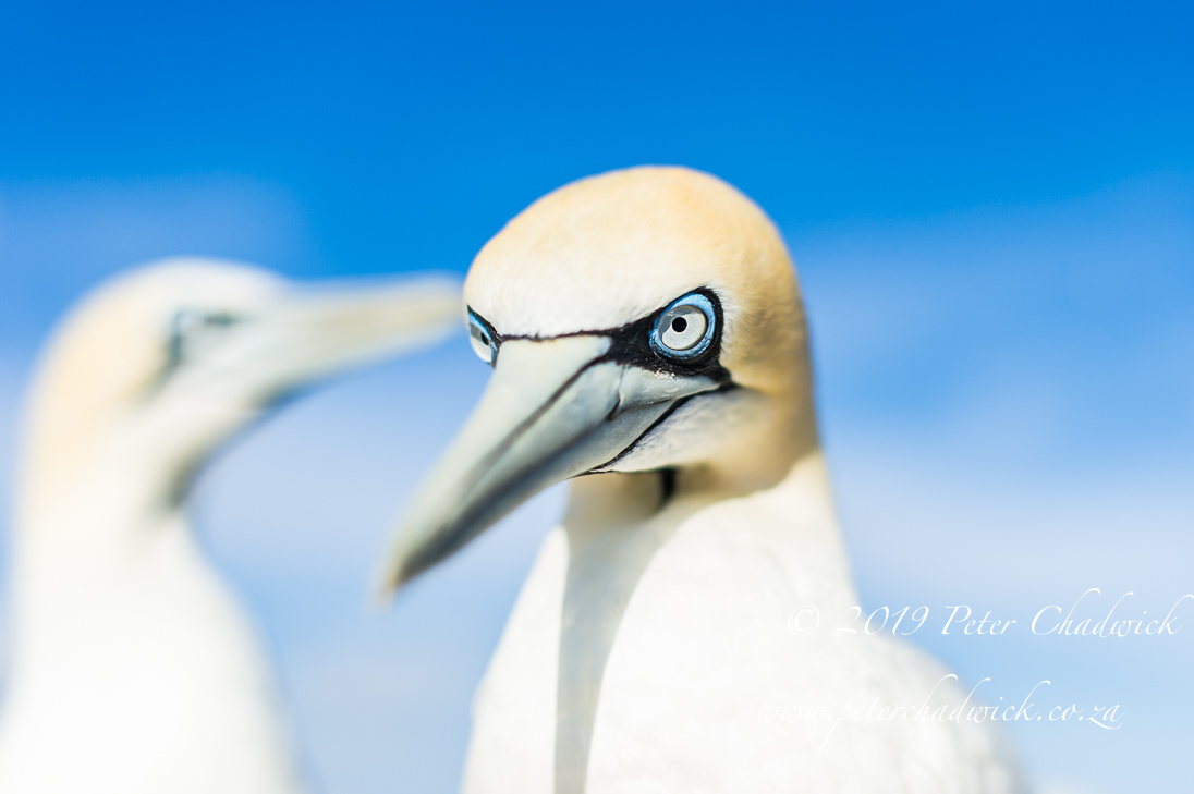 Cape Gannets As Indicators To The Health Of Our Oceans