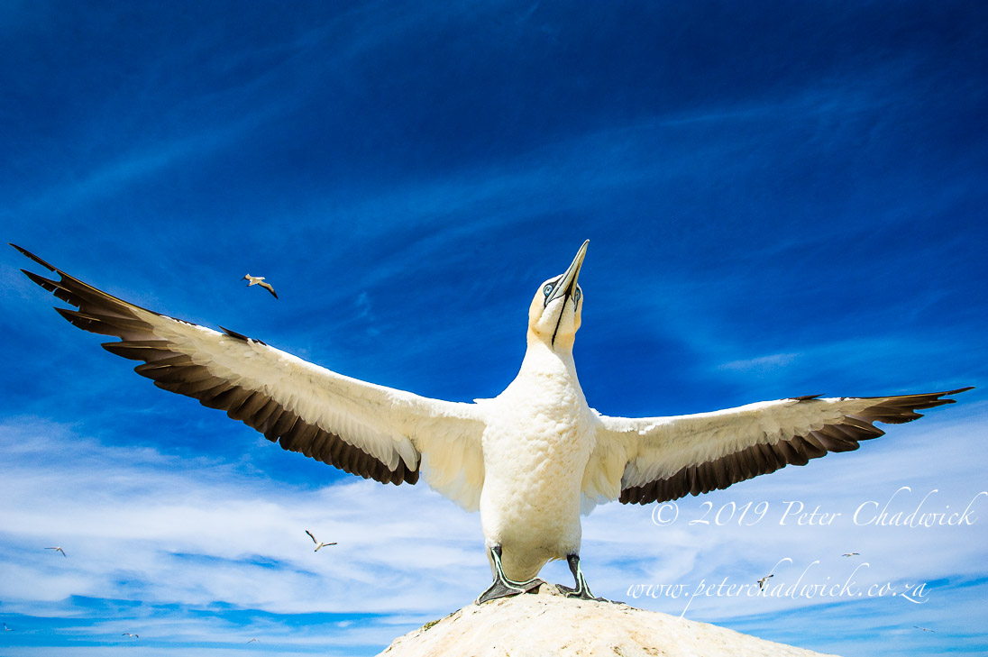 Cape Gannet_©PeterChadwick_AfricanConservationPhotographer 