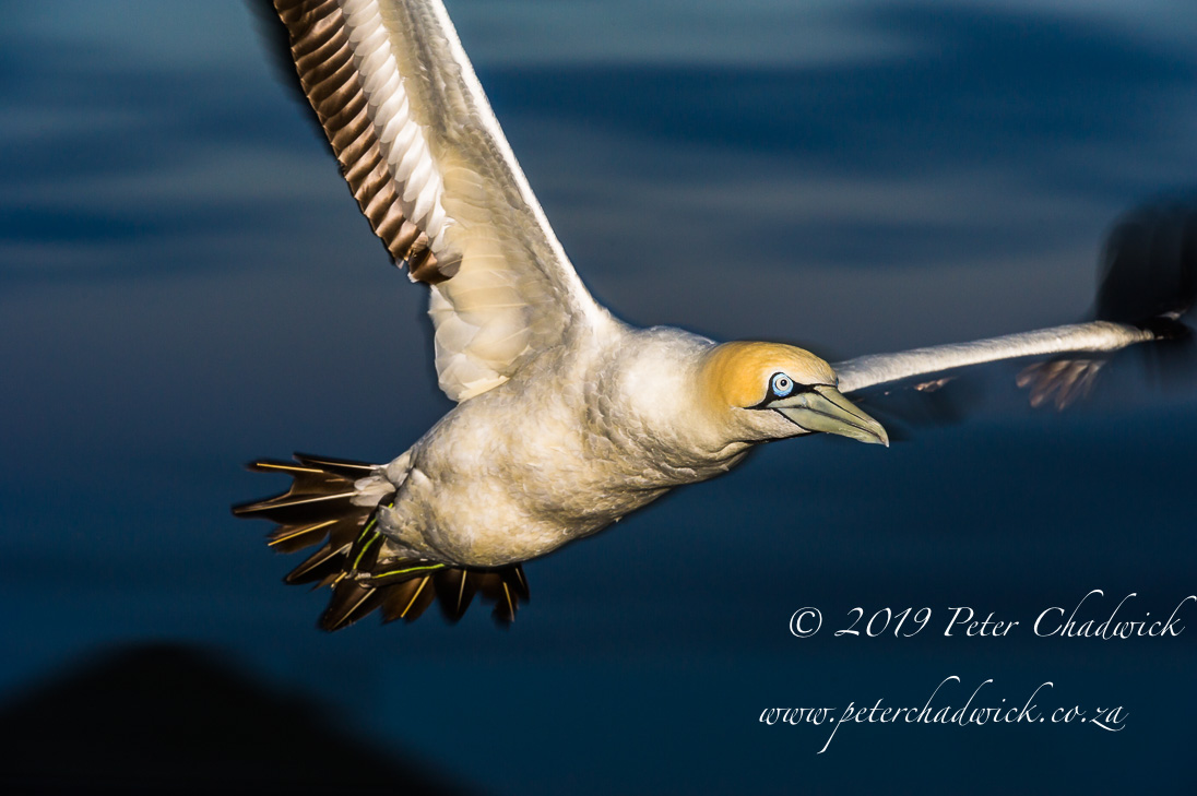 Cape Gannet_©PeterChadwick_AfricanConservationPhotographer 