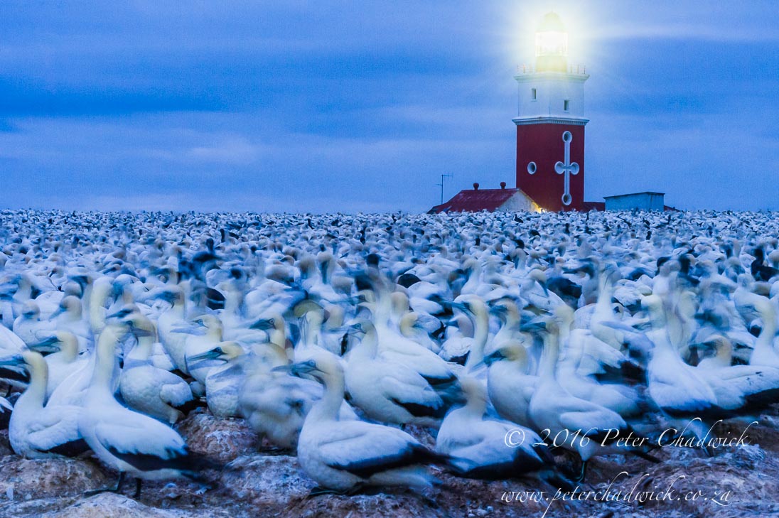 Cape Gannet Roost on Bird Island