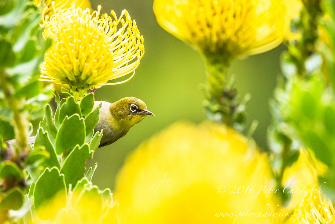 Cape White-Eye and Pincushion Flowers