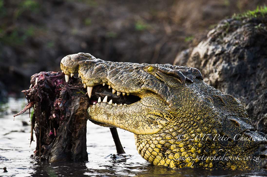 The Chobe River, Africa's Wildlife Wilderness by Conservation Photographer Peter Chadwick