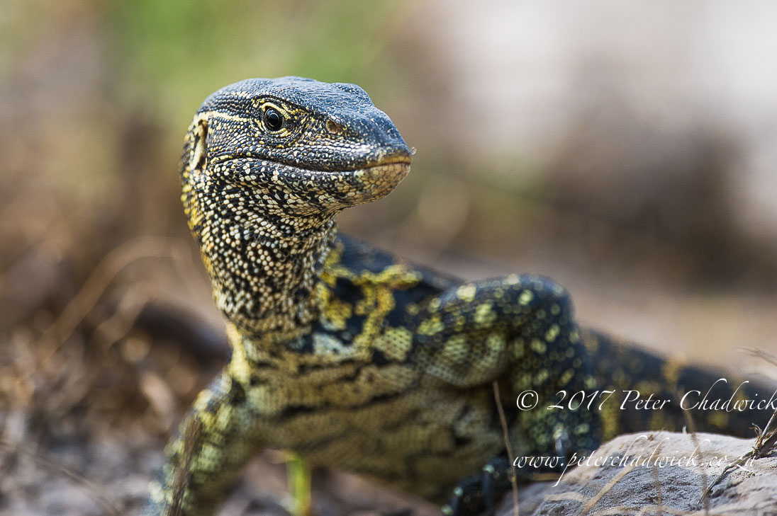 the The Chobe River, Africa's Wildlife Wilderness by Conservation Photographer Peter Chadwick