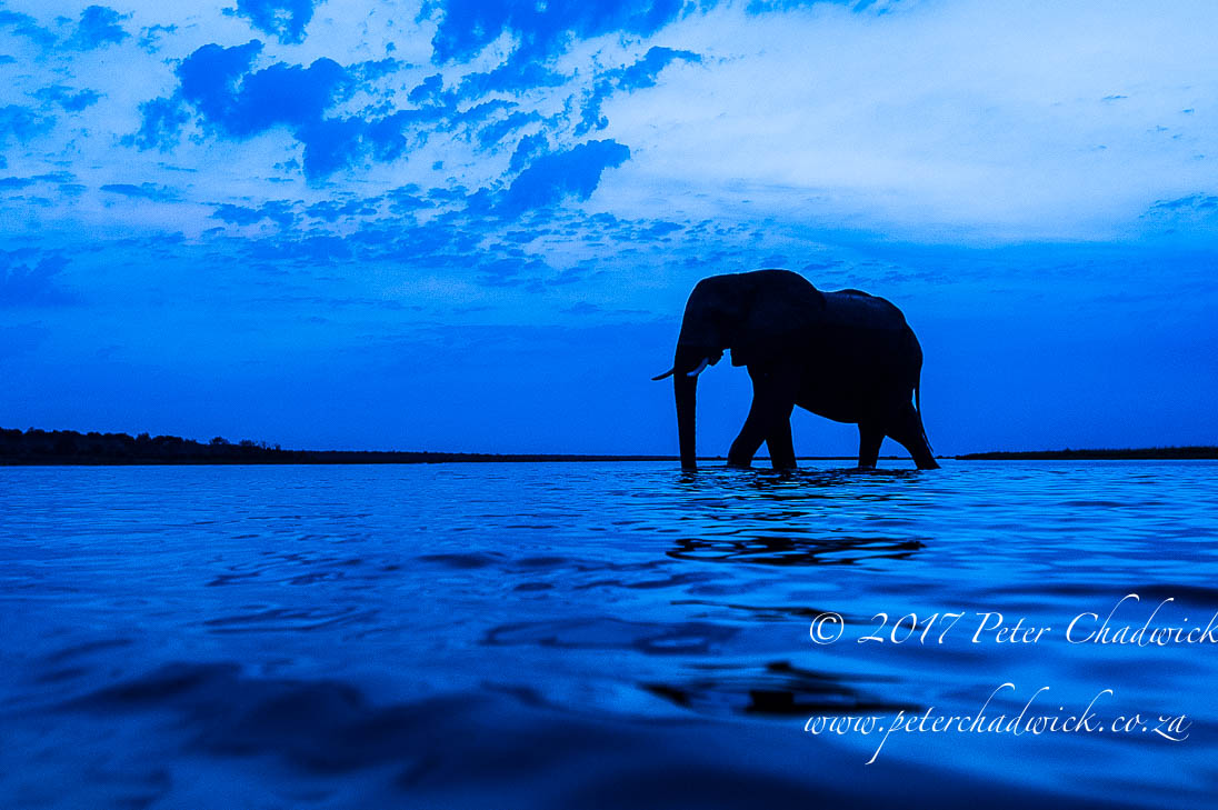 The Chobe River, Africa's Wildlife Wilderness by Conservation Photographer Peter Chadwick