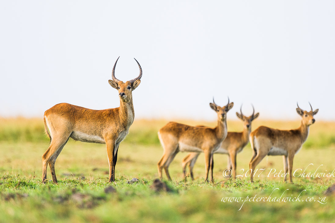 The Chobe River, Africa's Wildlife Wilderness