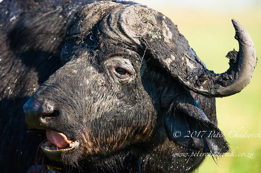 The Chobe River, Africa's Wildlife Wilderness by Conservation Photographer Peter Chadwick