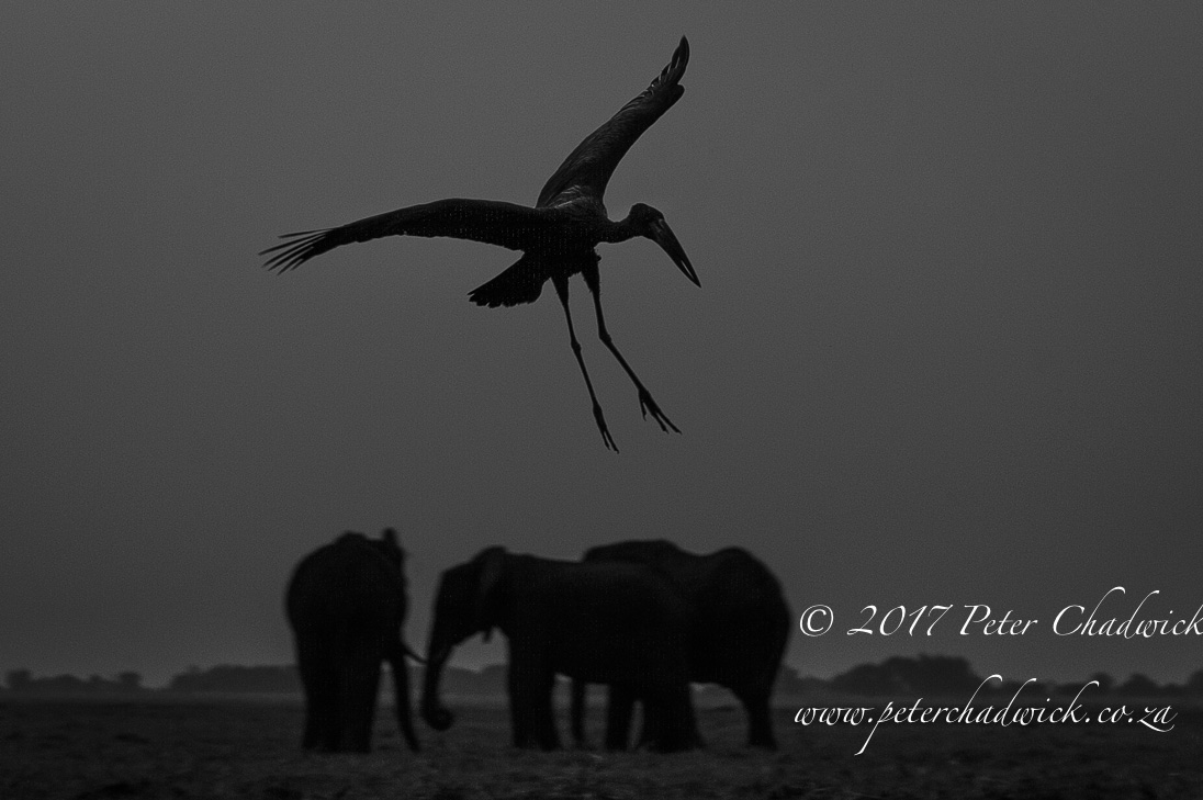 The Chobe River, Africa's Wildlife Wilderness by Conservation Photographer Peter Chadwick