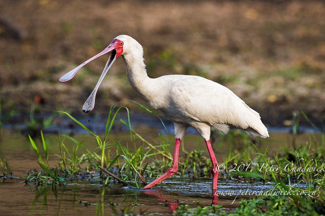 The Chobe River, Africa's Wildlife Wilderness by Conservation Photographer Peter Chadwick