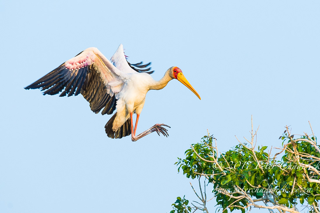 The Chobe River, Africa's Wildlife Wilderness by Conservation Photographer Peter Chadwick